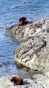 Cape Arago Sea Lions-3
